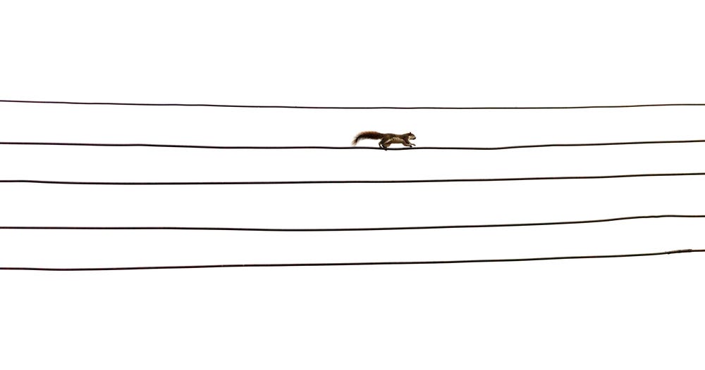 squirrel on a power line